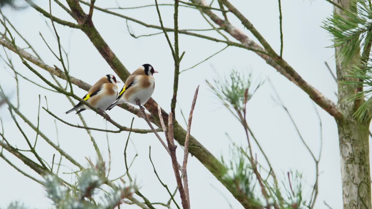 欧洲金翅雀(Carduelis Carduelis)，一共有两只鸟，在树枝上休息，环顾四周。背景是天空。视频素材