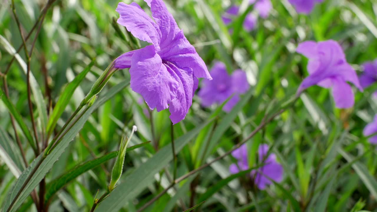 Ruellia花或野生牵牛花视频下载