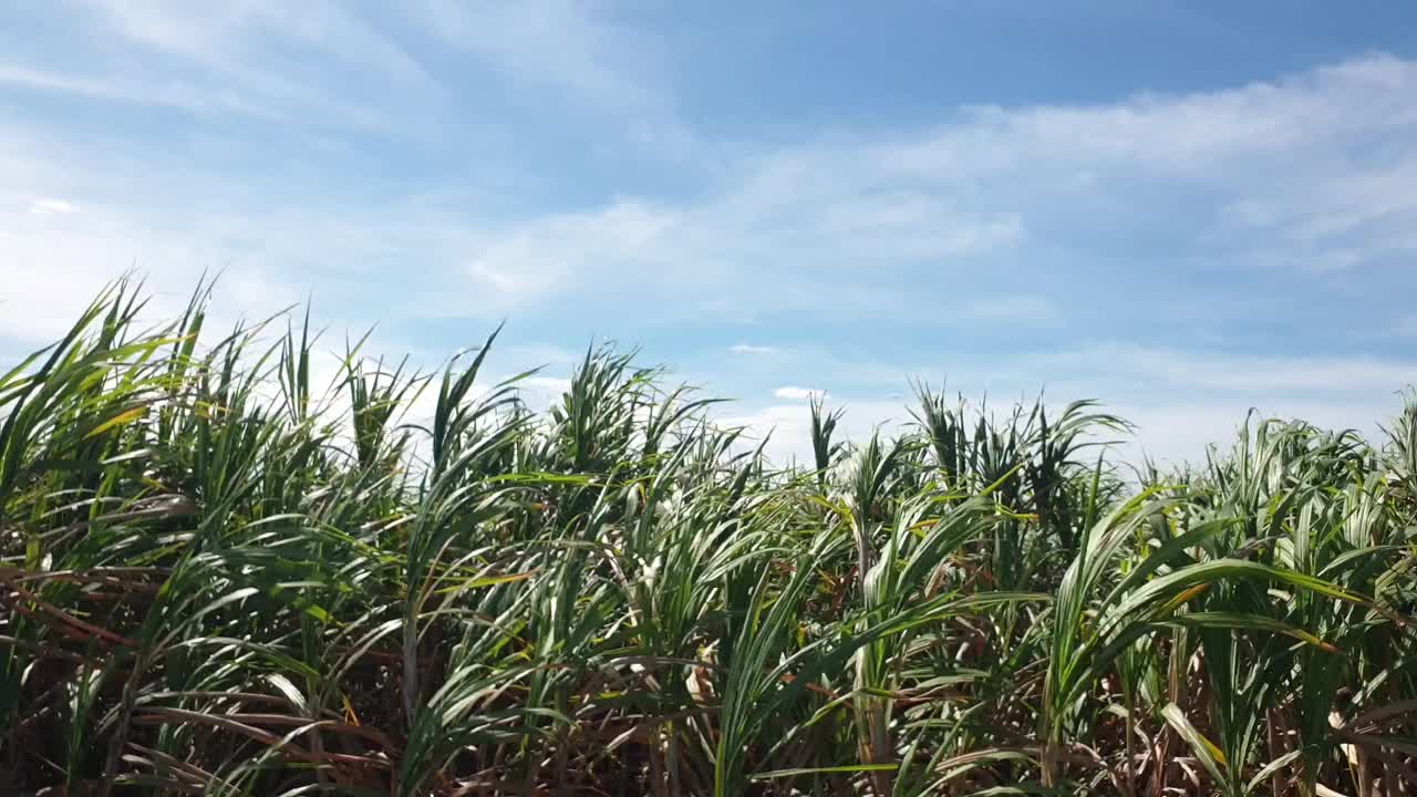 泰国农村的甘蔗种植园。视频素材