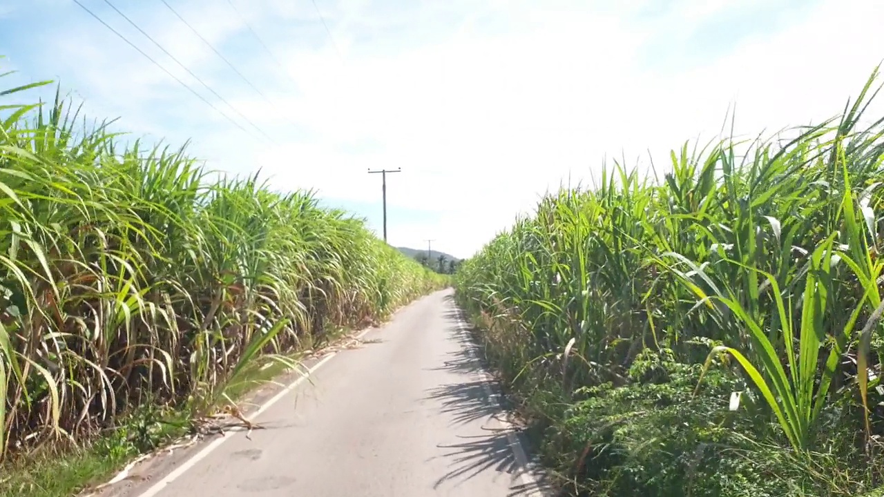 泰国农村的甘蔗种植园。视频素材