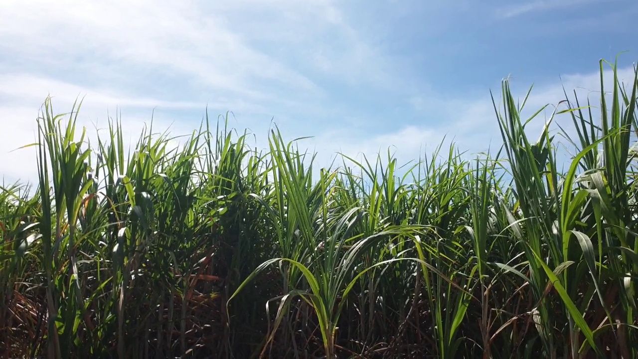 泰国农村的甘蔗种植园。视频素材