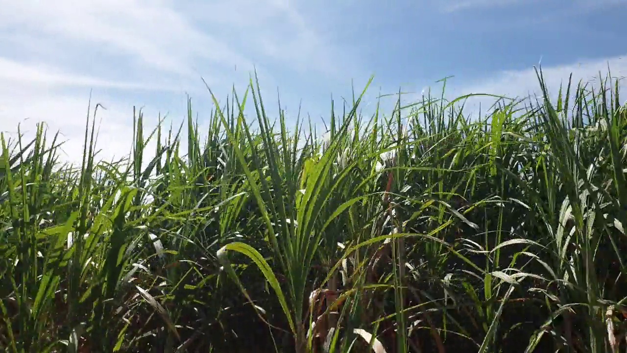 泰国农村的甘蔗种植园。视频素材