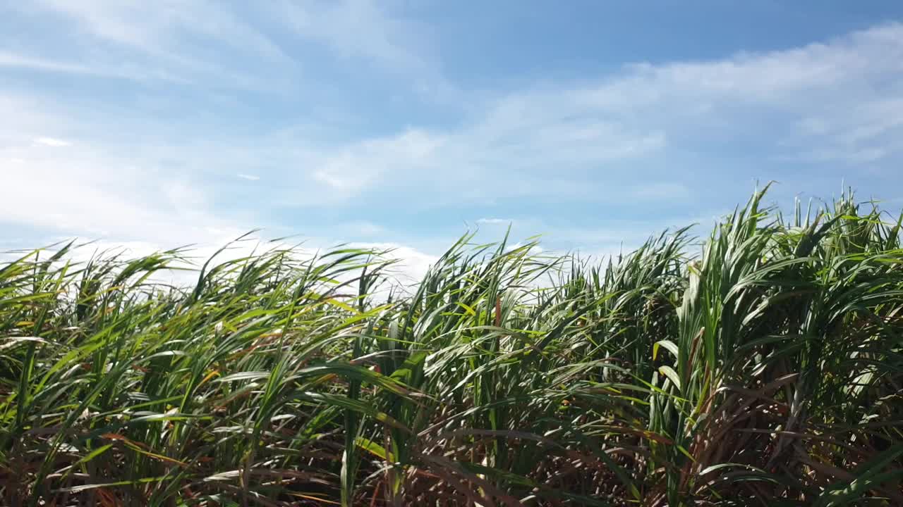 泰国农村的甘蔗种植园。视频素材