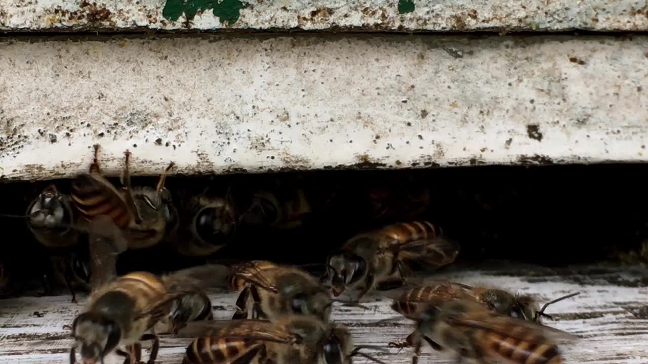 蜜蜂靠近蜂巢。视频素材