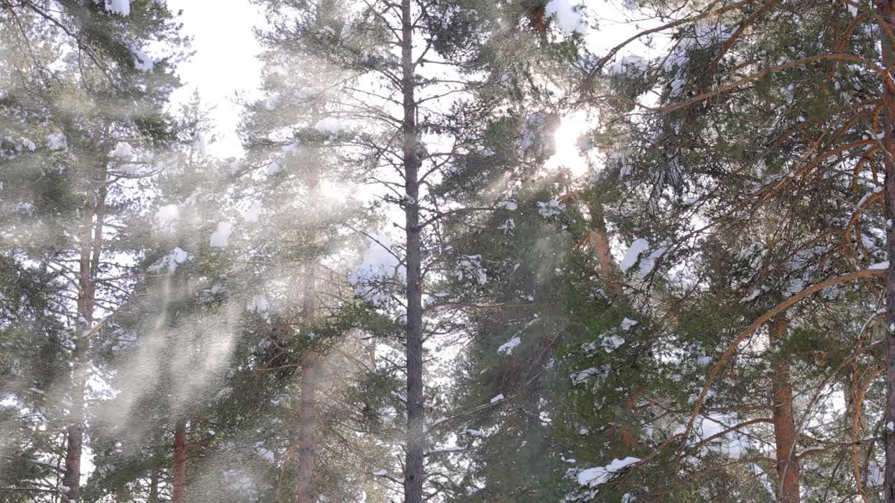 树枝在雪花的背景下。雪花飘落在冬日的风景中。视频素材