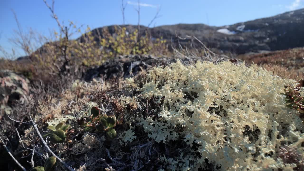 北极苔原苔藓特写。主要分布在北极苔原和高山苔原地区，它非常耐寒。Cladonia rangiferina，也被称为驯鹿杯苔。视频素材