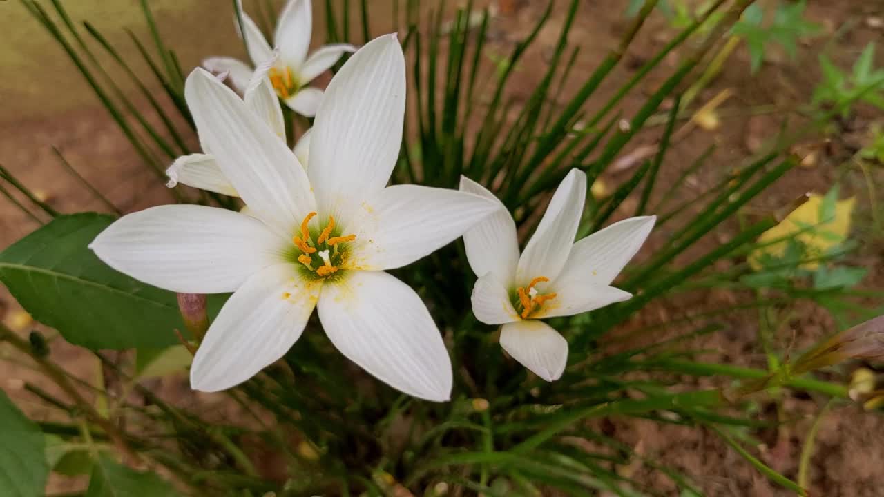 热带白花在风中的高清镜头视频素材