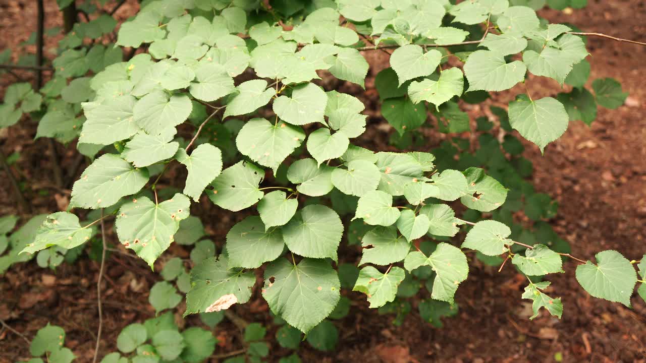 在一个阳光明媚的日子里，4K的特写视图，植物的小绿叶生长在田野里视频素材