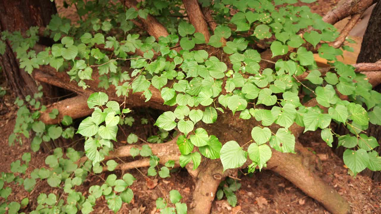 一株植物在地面上的树枝间生长的特写视频素材