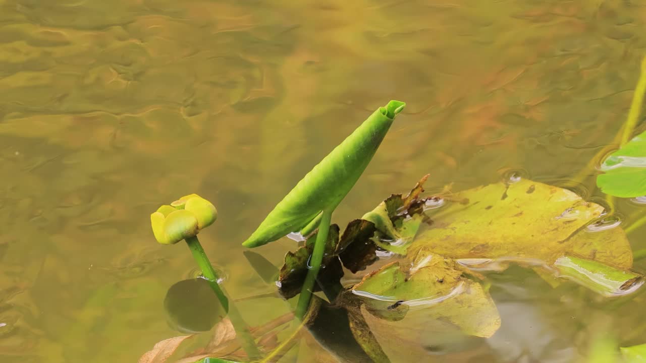 美丽的豆娘(Calopteryx virgo)是属于Calopterygidae家族的欧洲豆娘。它经常在水流湍急的水域被发现，这是它最熟悉的地方。视频素材