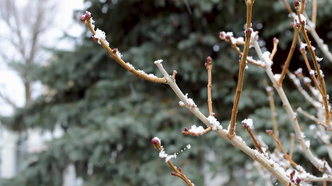 雪花落在树枝上的特写视频素材