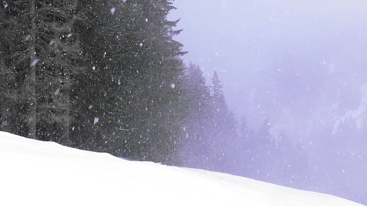 山上下雪了，雪花落在树上视频素材