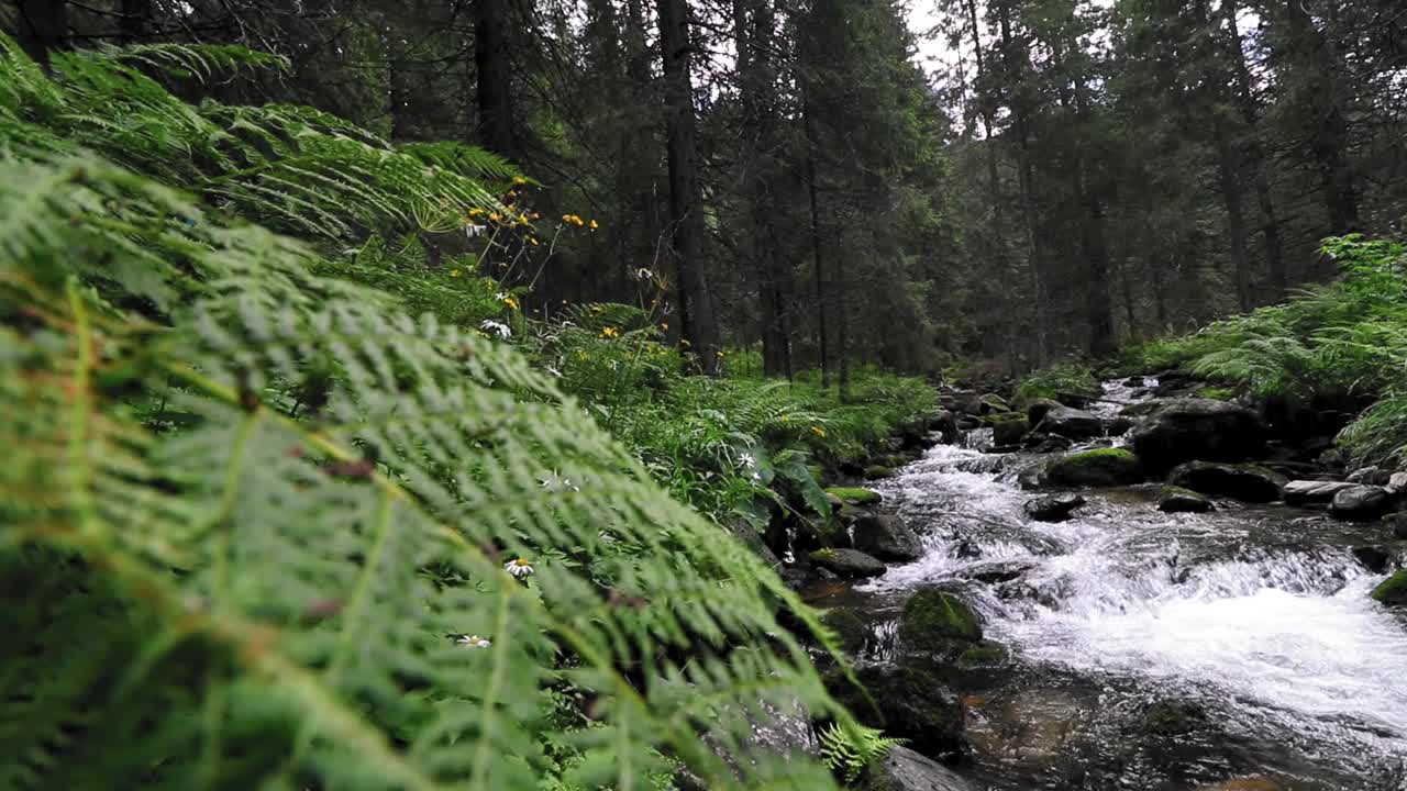 小河在森林里流淌视频素材