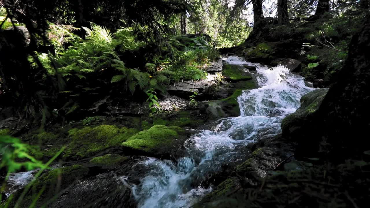 小河在森林里流淌视频素材