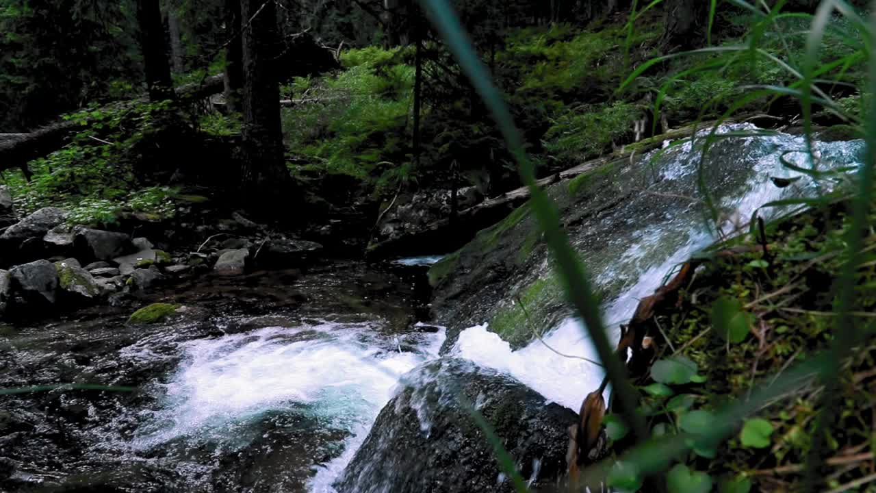 小河在森林里流淌视频素材