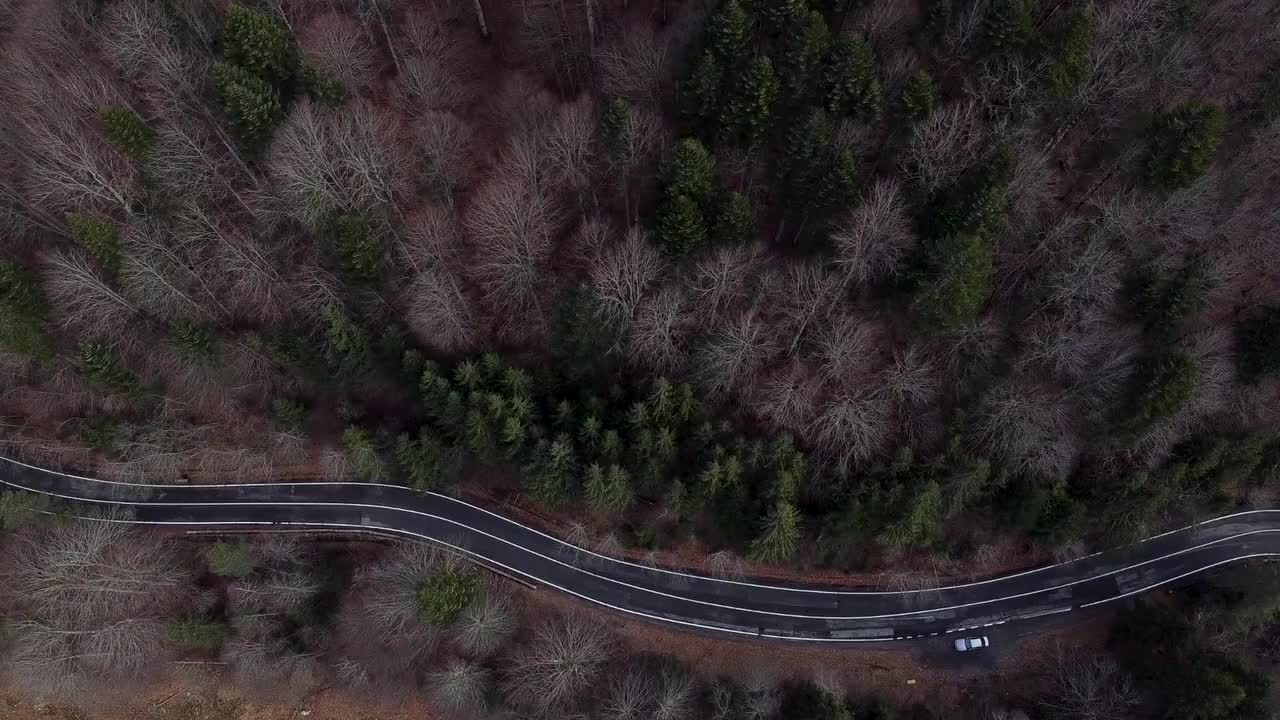 美丽的道路鸟瞰图和茂密的树木生长在森林中在一个相当阴沉的日子在高清视频素材