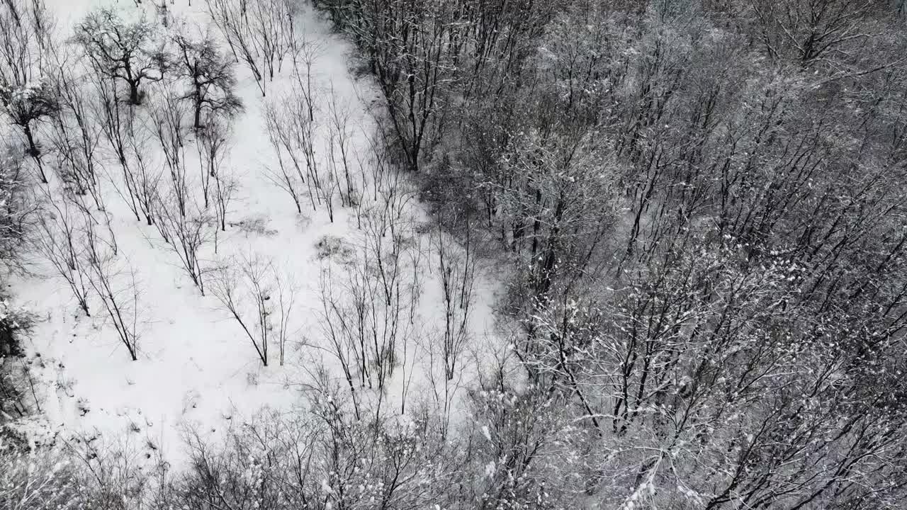 美丽的鸟瞰图的树木覆盖在一个寒冷的冬天在森林中的雪在HD视频素材