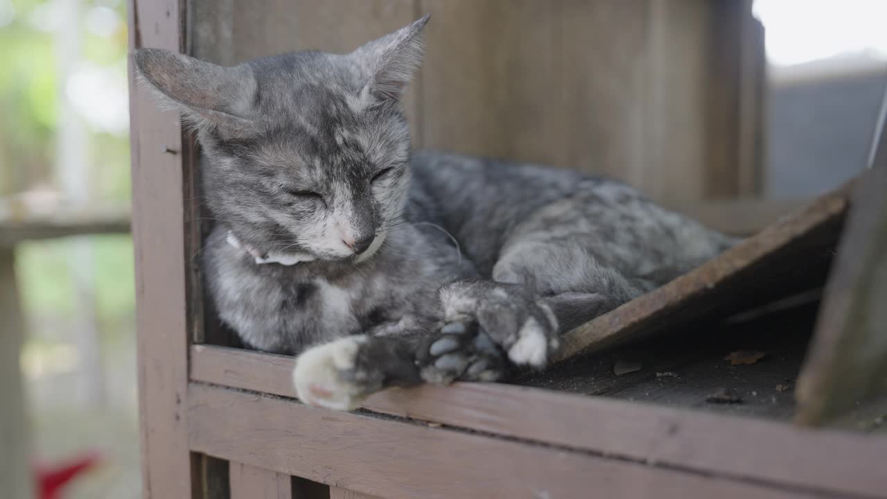 灰猫睡在木脚手架上视频素材