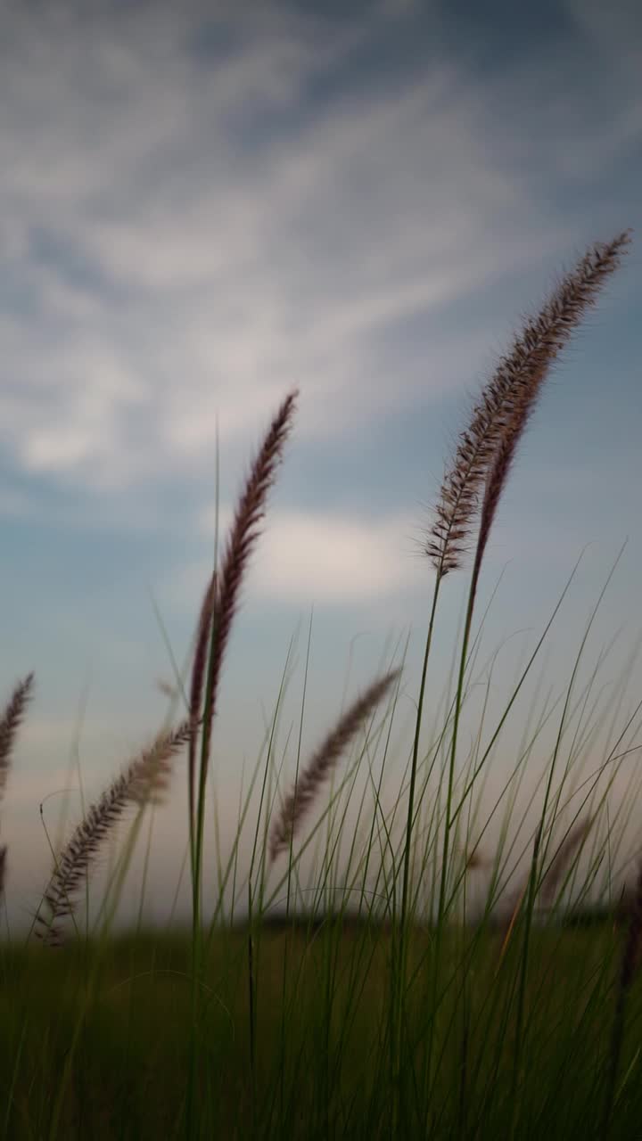 自然界中的花草田野视频素材