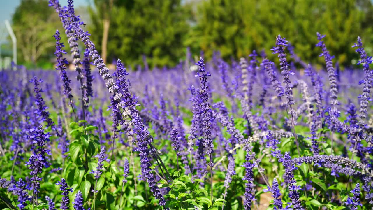 薰衣草花视频素材