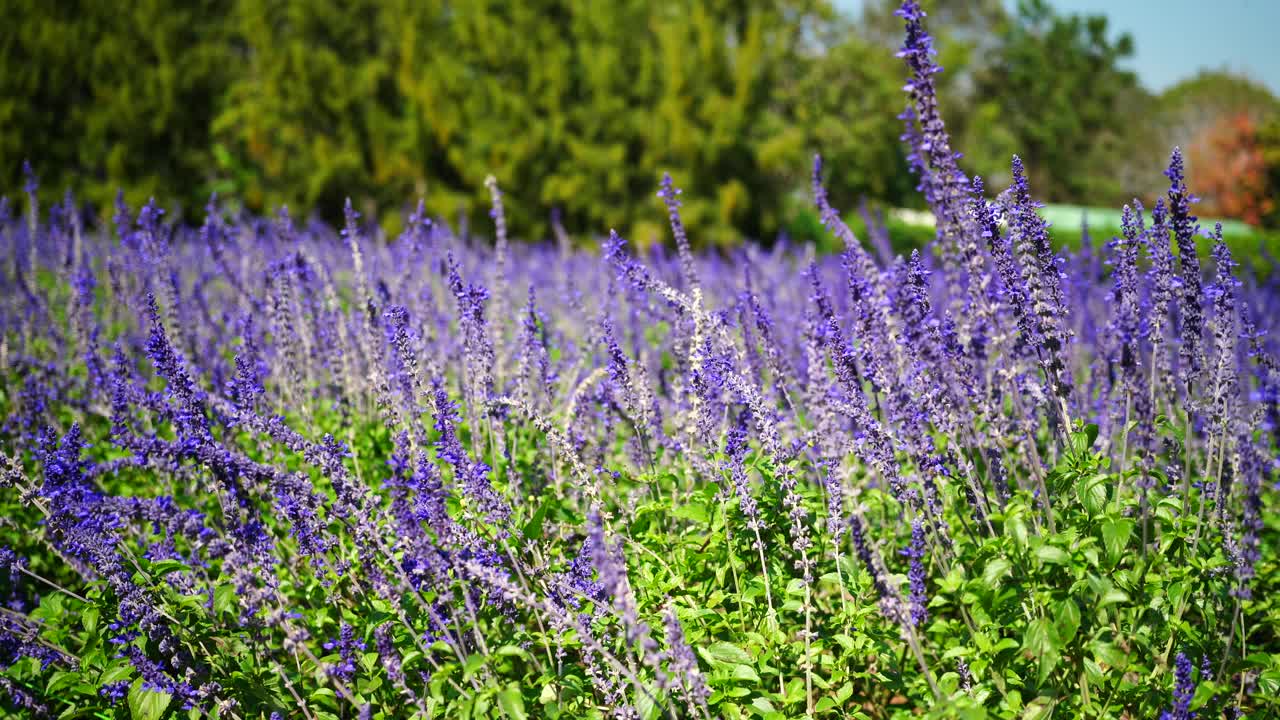 薰衣草花视频素材