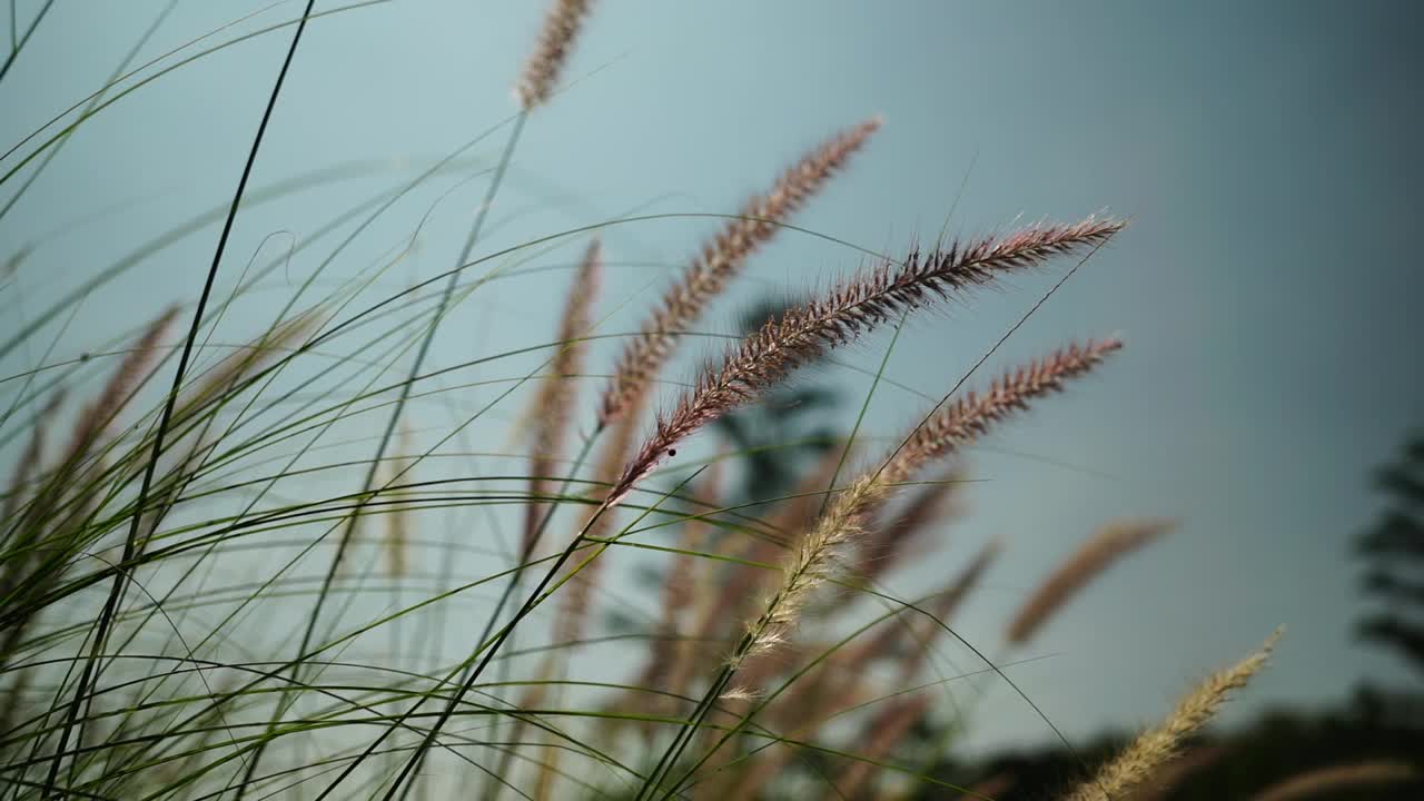 自然界中的花草田野视频素材