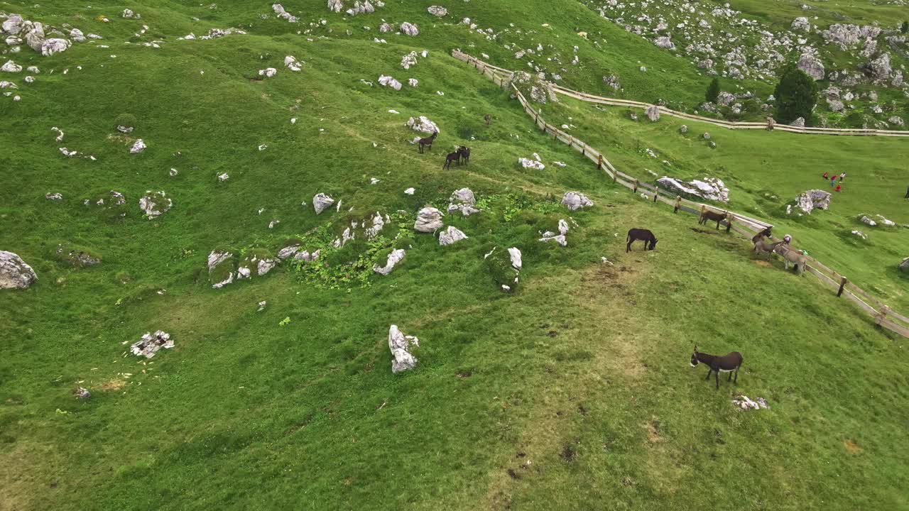 在白云石山上散步的驴子视频素材