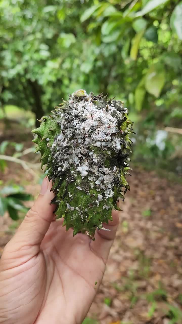 雌性粉蚧在酸果上受伤。视频素材