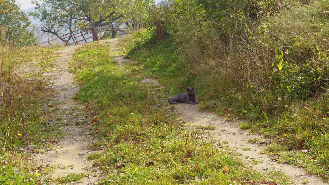 黑猫坐在乡村公园狭窄的道路上视频素材