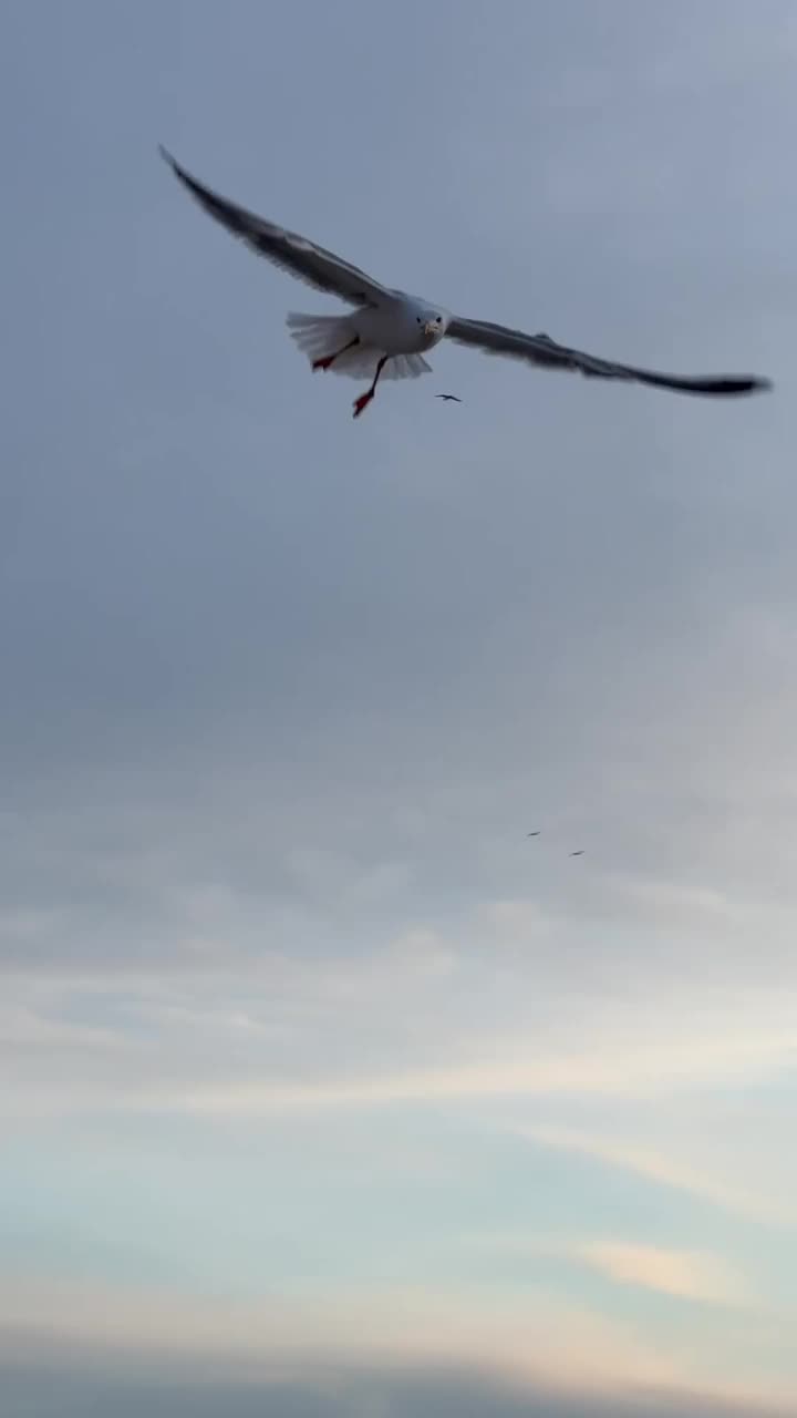 海鸥在海面上盘旋，海鸟在空中悬浮，海鸥在海面上飞翔。视频素材