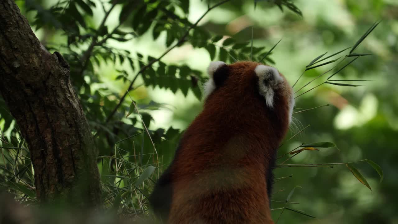 小熊猫站在摇曳的树叶后面，慢动作视频素材