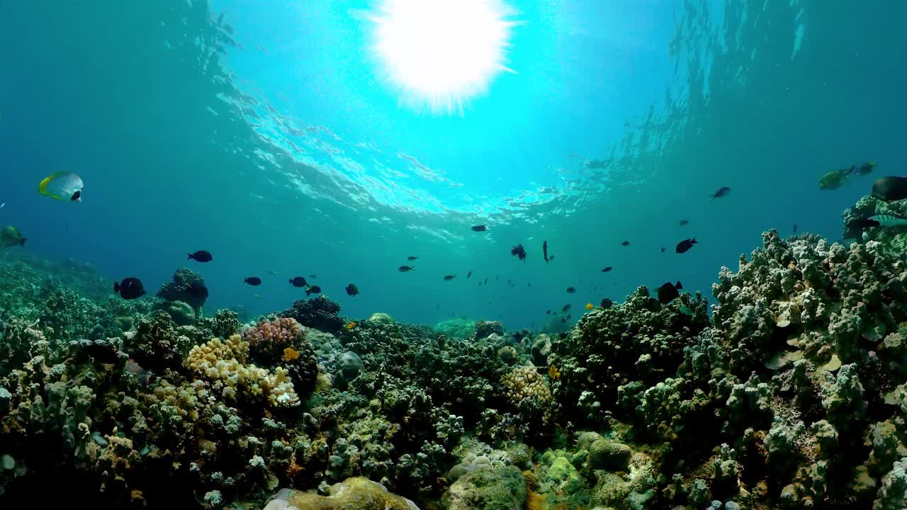 珊瑚礁的水下世界。视频素材