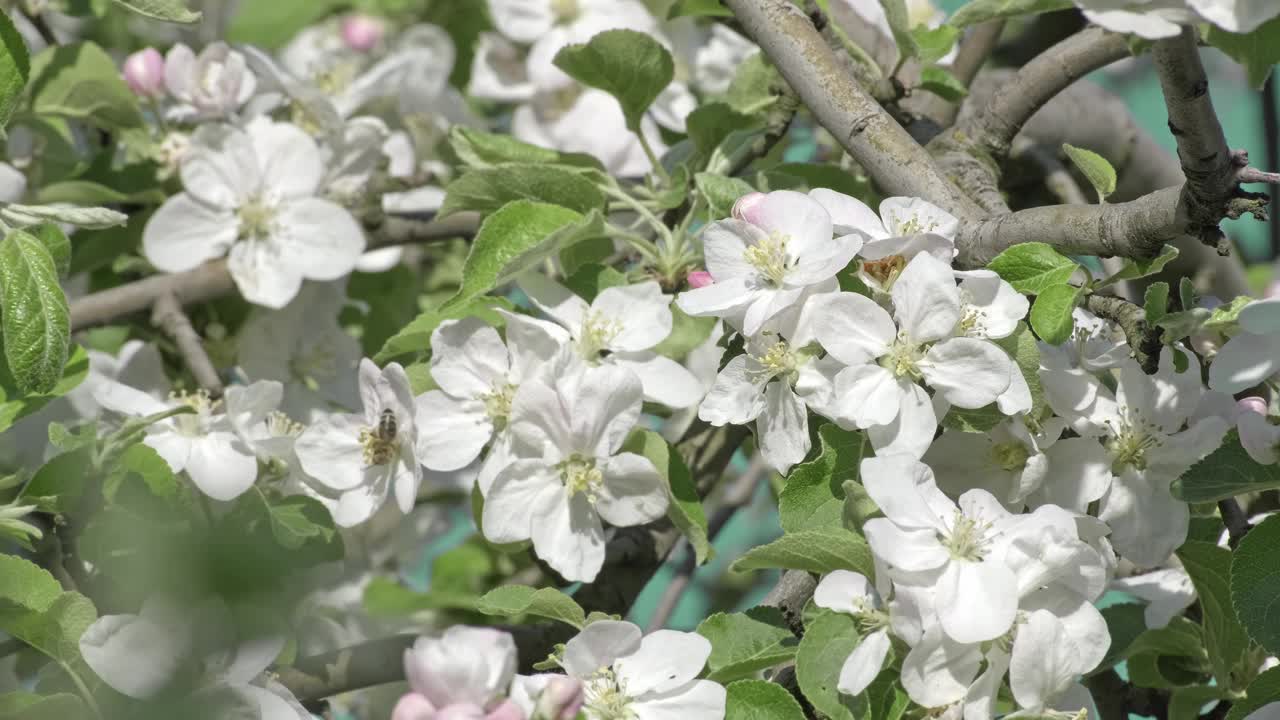 自然场景与开花的苹果树在开花的背景视频素材