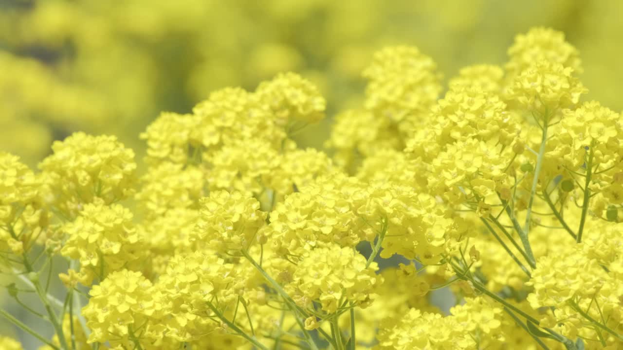 甘蓝型或油菜籽属植物，春季开花，择优重点。美丽的油菜(油菜籽)作物在农业种植园视频素材