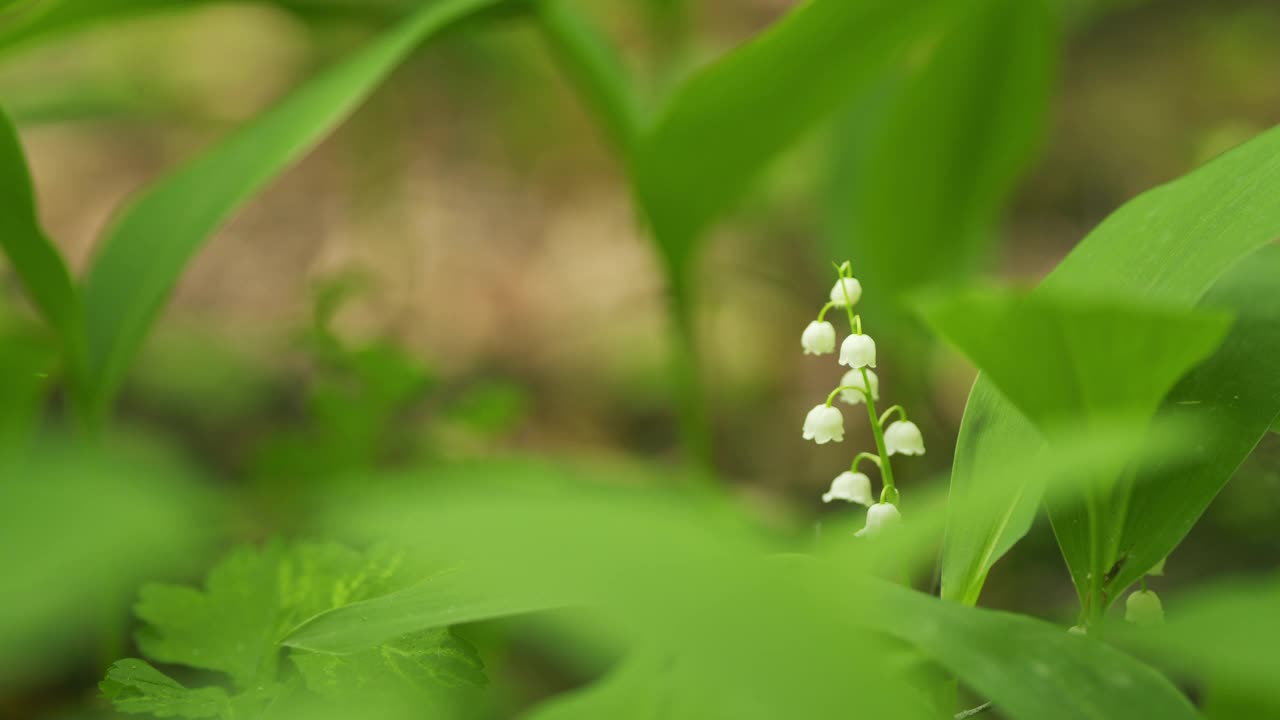 在夏日的森林里，百合花在户外的微风中摇曳。缓慢的运动。视频素材