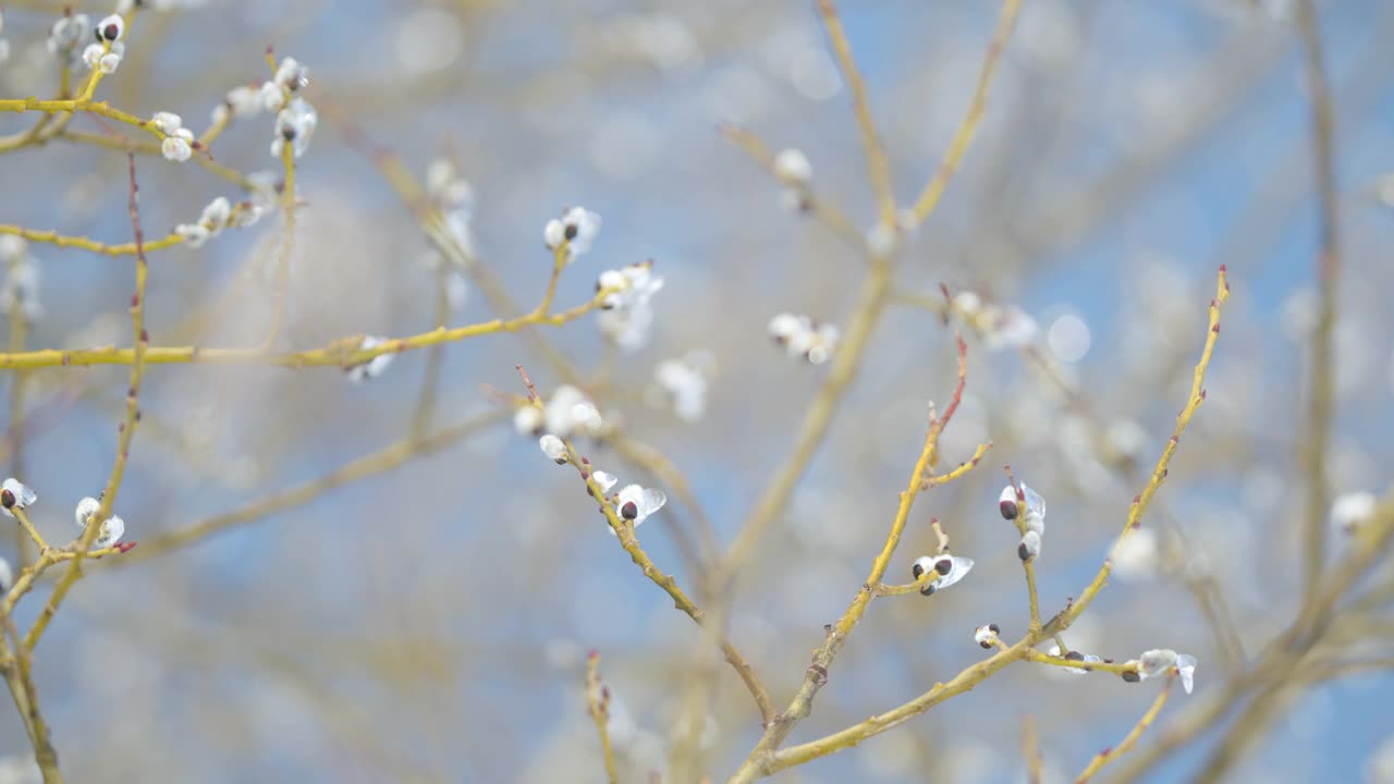 柳树开花了。小猫柳树冰覆盖在蓝天背景。散景。视频素材