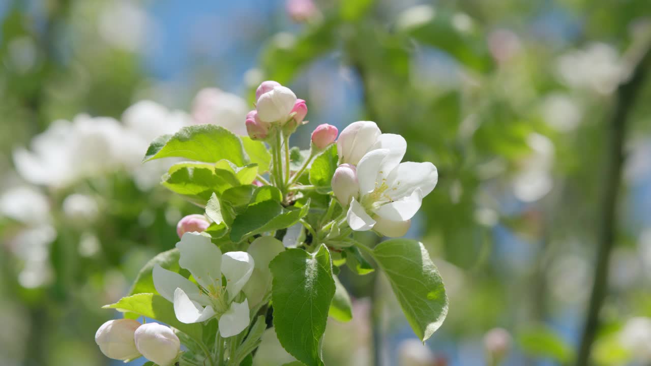 盛开的白色苹果树花和绿色春天的叶子。春天的时间。视频素材