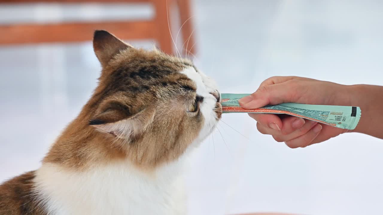 特写宠物主人给她的猫液体零食。你的猫不仅需要美味的食物，还需要饮食的多样性。视频素材