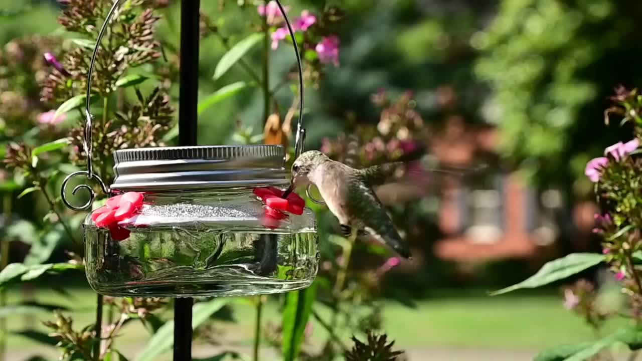 蜂鸟视频素材