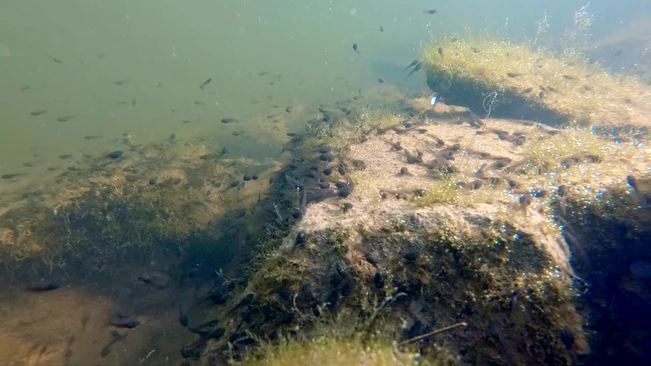 小鱼在水中的珊瑚中游泳视频素材