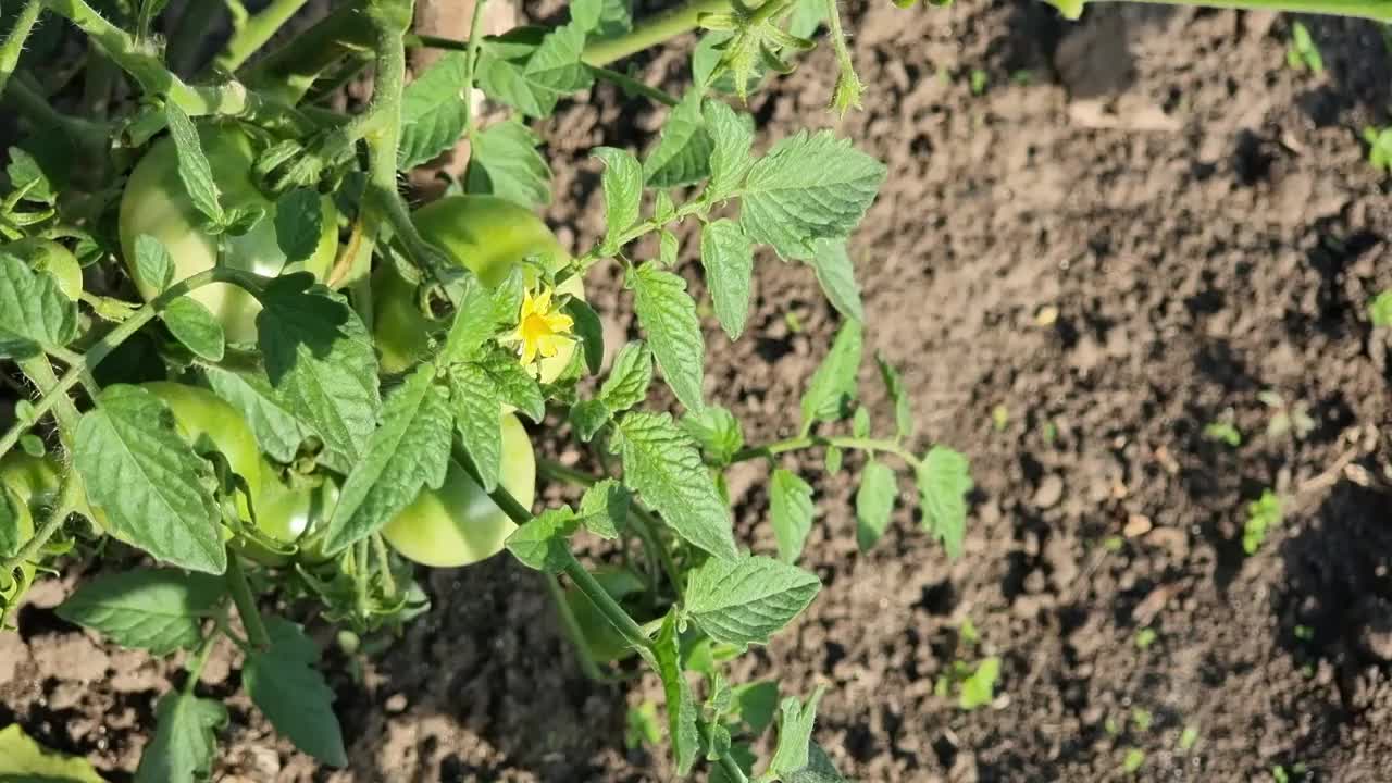 开花番茄丛视频素材