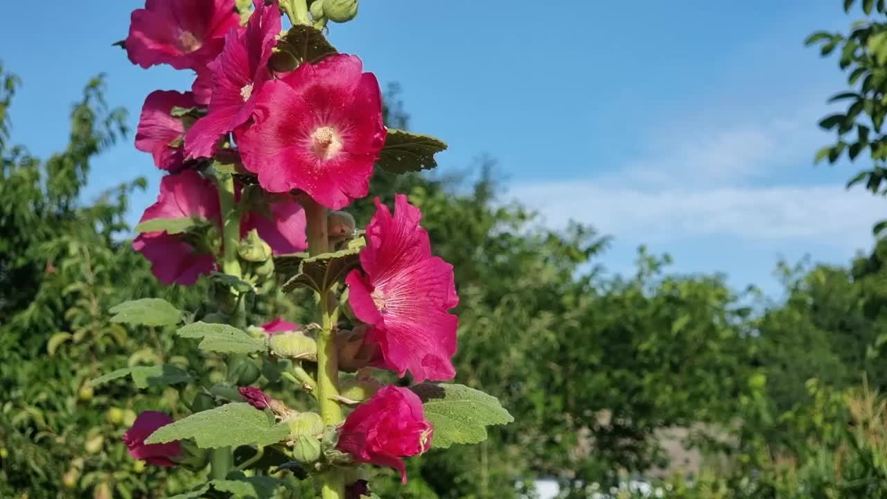 花园里盛开的红枫糖视频素材