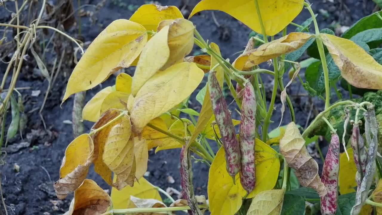 菜园子里的豆丛，有黄叶和正在成熟的豆荚。视频素材