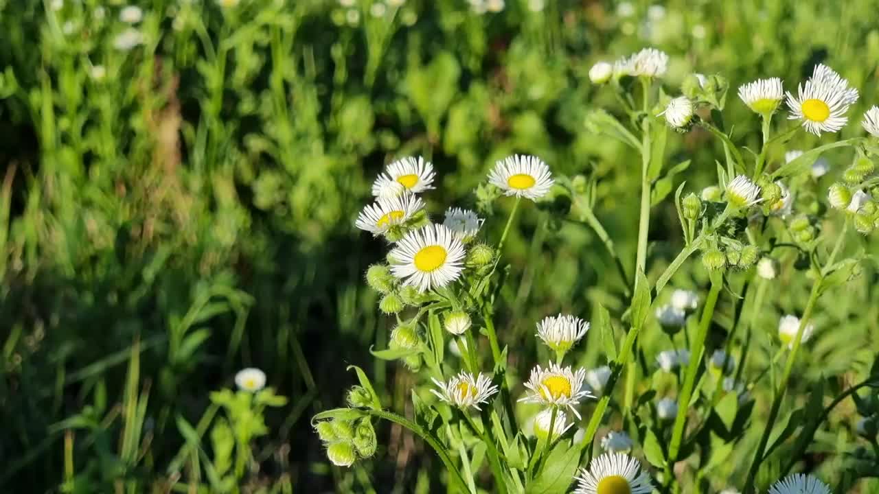 田野白花。盛开的紫菀甘菊。飞蓬属植物飞蓬视频素材