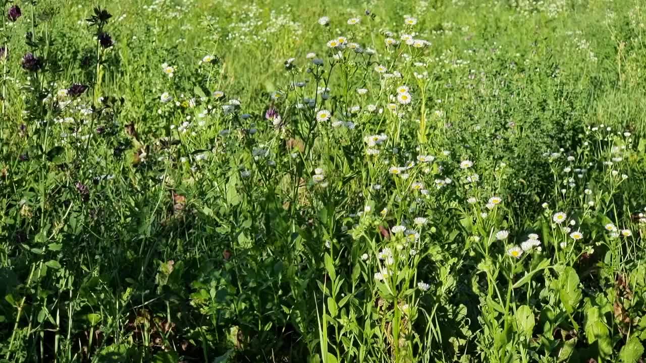 田野白花。绿色田野里盛开的紫菀甘菊。飞蓬属植物飞蓬视频素材