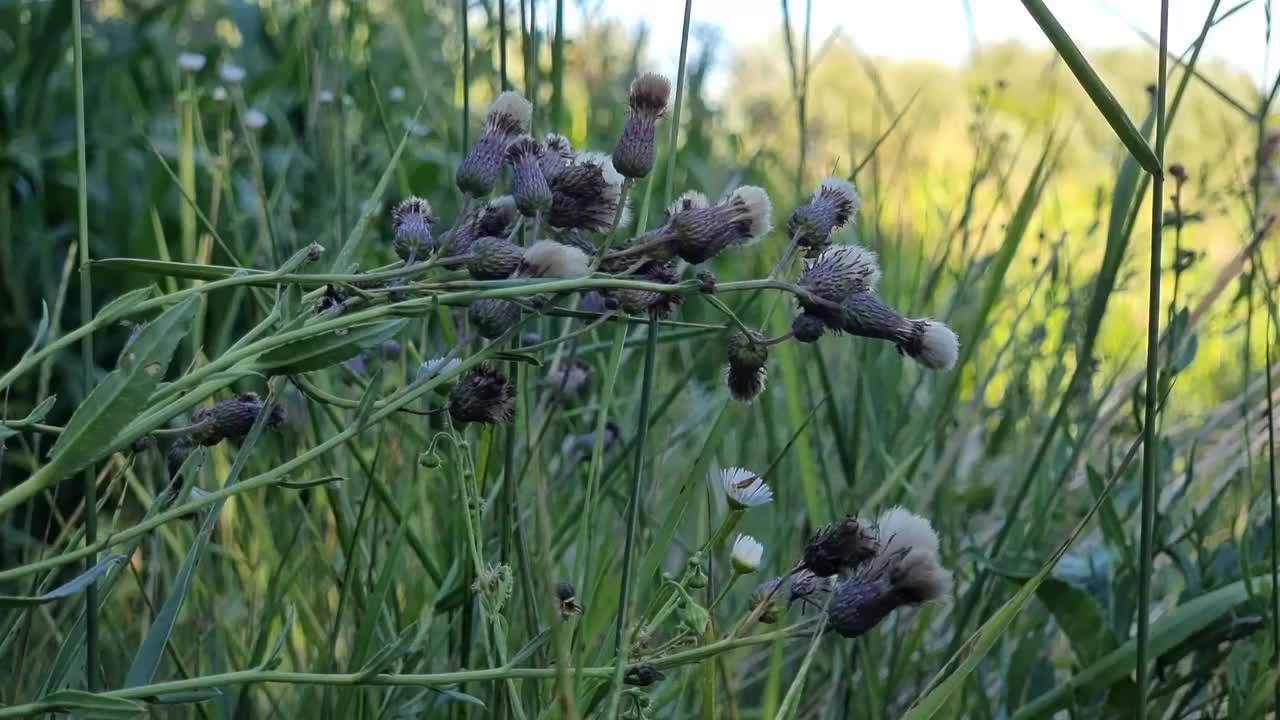 田间药用植物。褪色的母猪蓟。视频素材