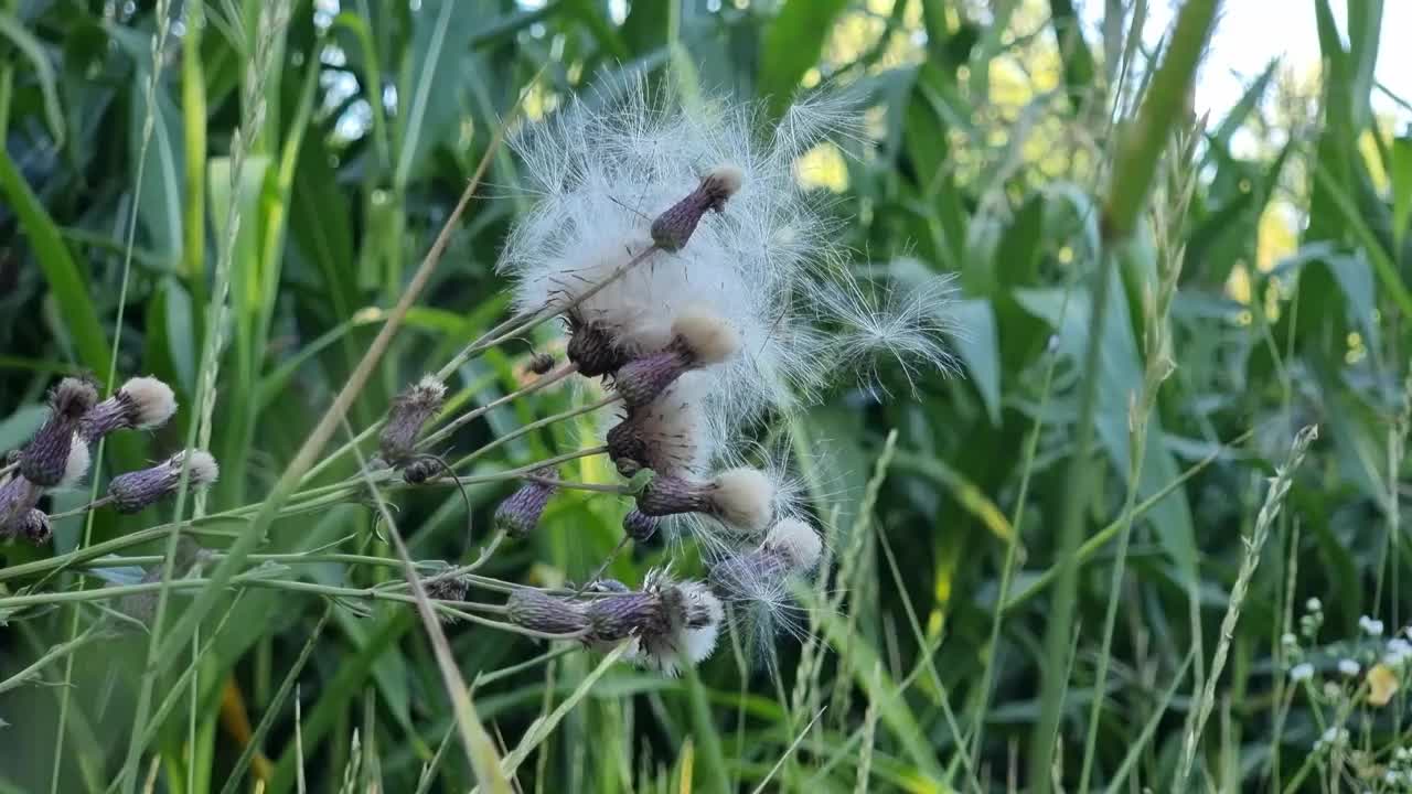 褪色的蓟种子随风飘动。紫菀科植物。视频素材