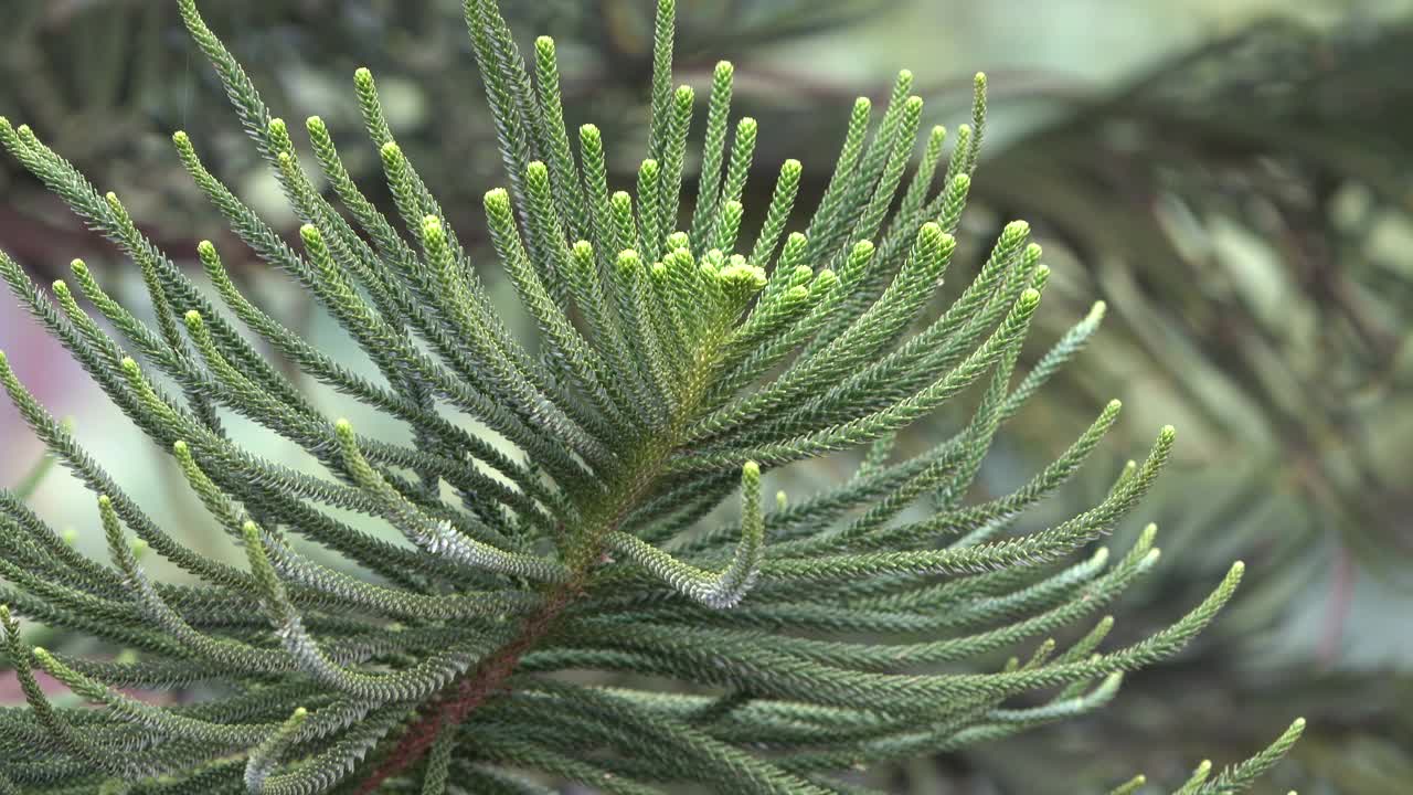 松树的近景——松树是英国人在英属印度时期在印度拉贾斯坦邦阿布山的暑假山上种植的。阿布山是阿拉瓦利山脉的最高峰。视频下载