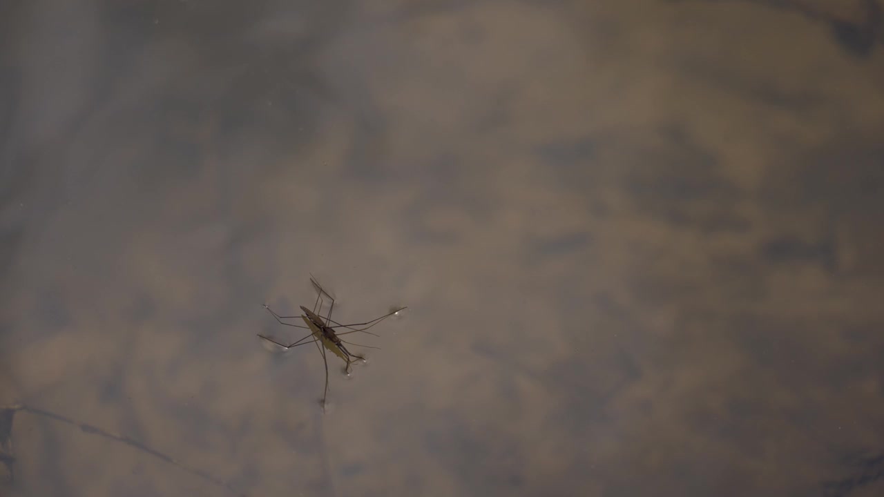 在水面上的普通池塘溜冰者或普通水黾视频素材