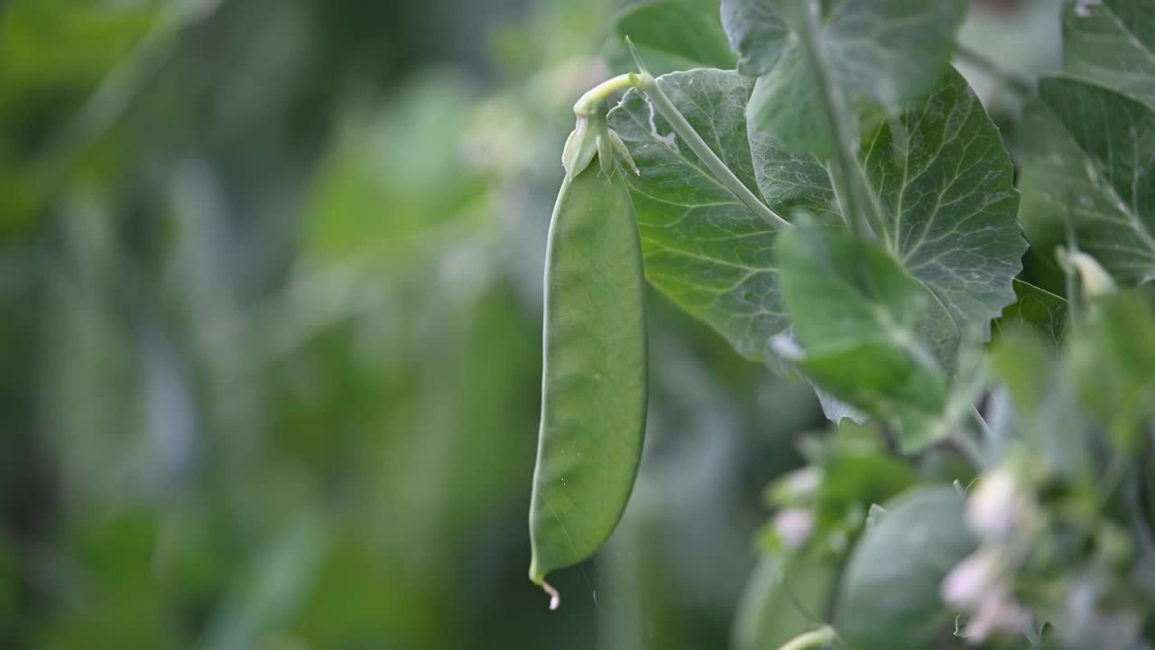 豌豆长在豆荚里视频素材